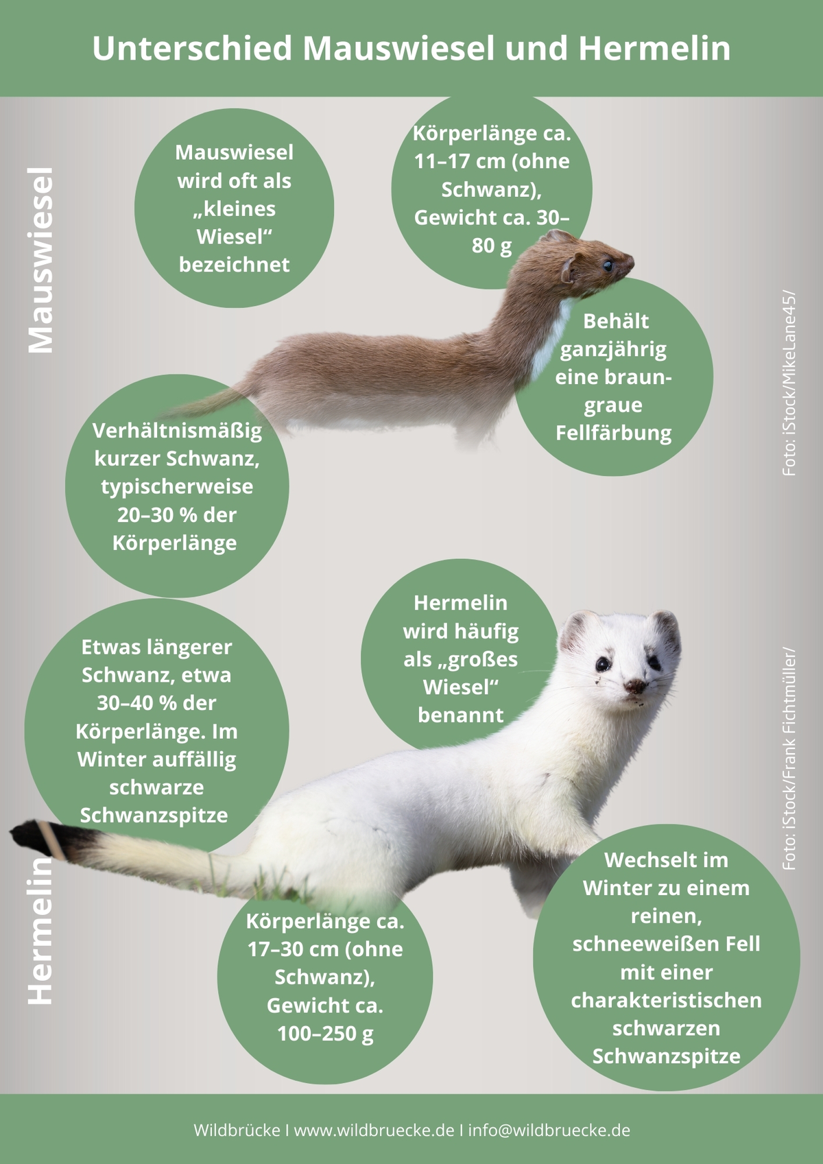 Unterschied Mauswiesel und Hermelin - Wildtiere in Europa