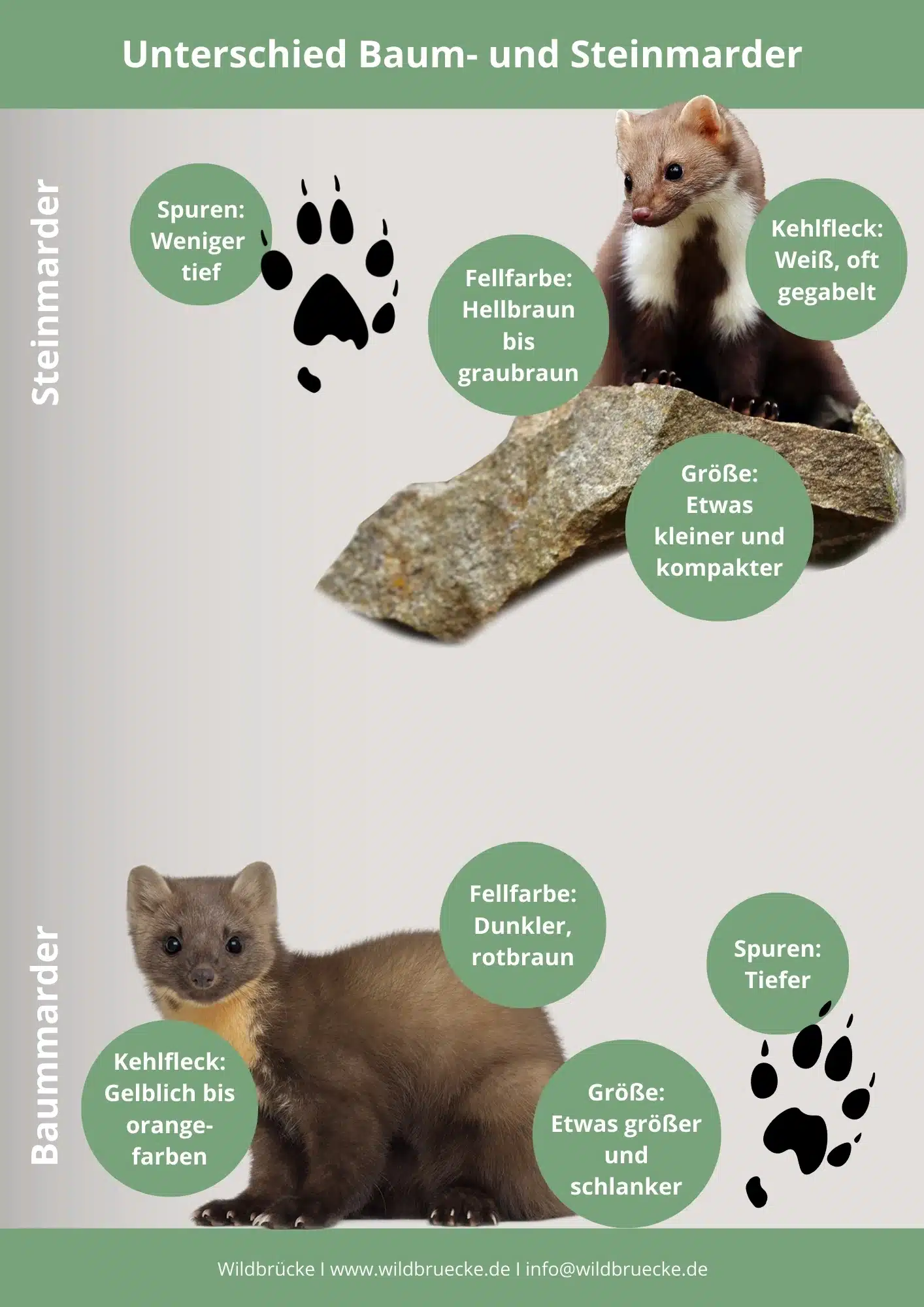 Unterschied Steinmarder und Baummarder - Wildtiere in Europa