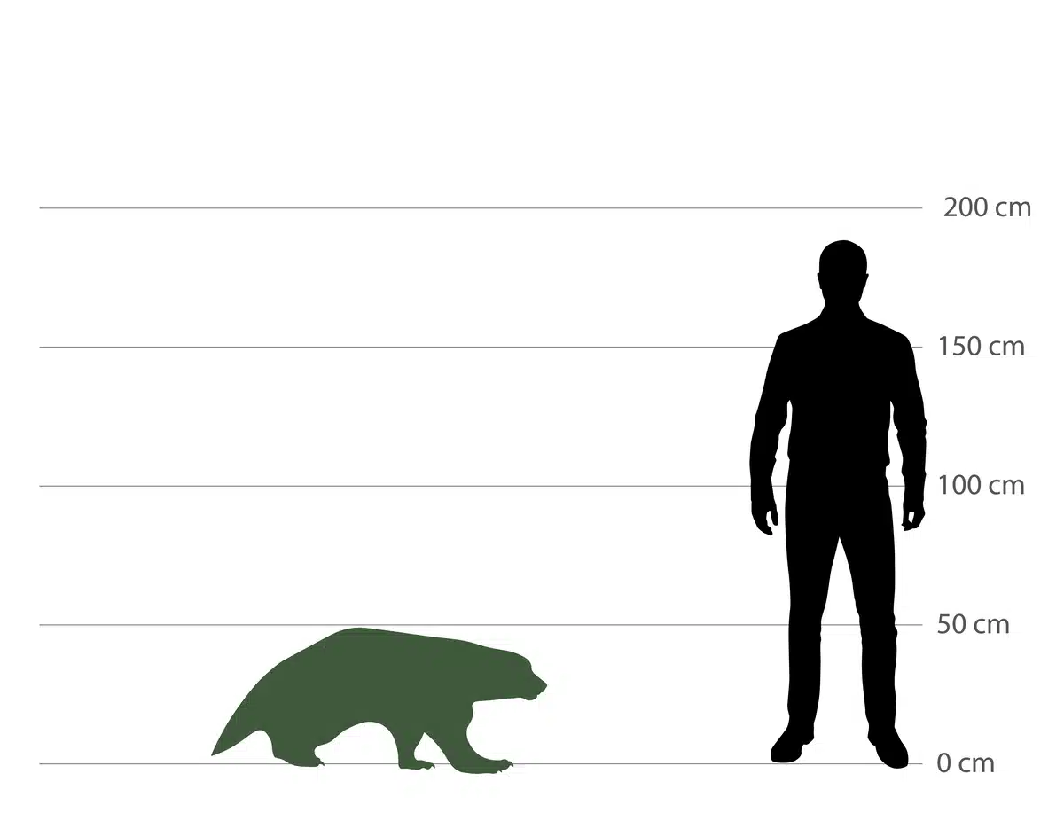 Vielfraß Größe zum Menschen - Wildtiere in Europa Vielfraß Größe zum Menschen - Wildtiere in Europa