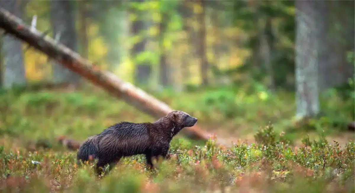 Vielfraß gefährlich - Wildtiere in Europa Vielfraß gefährlich - Wildtiere in Europa