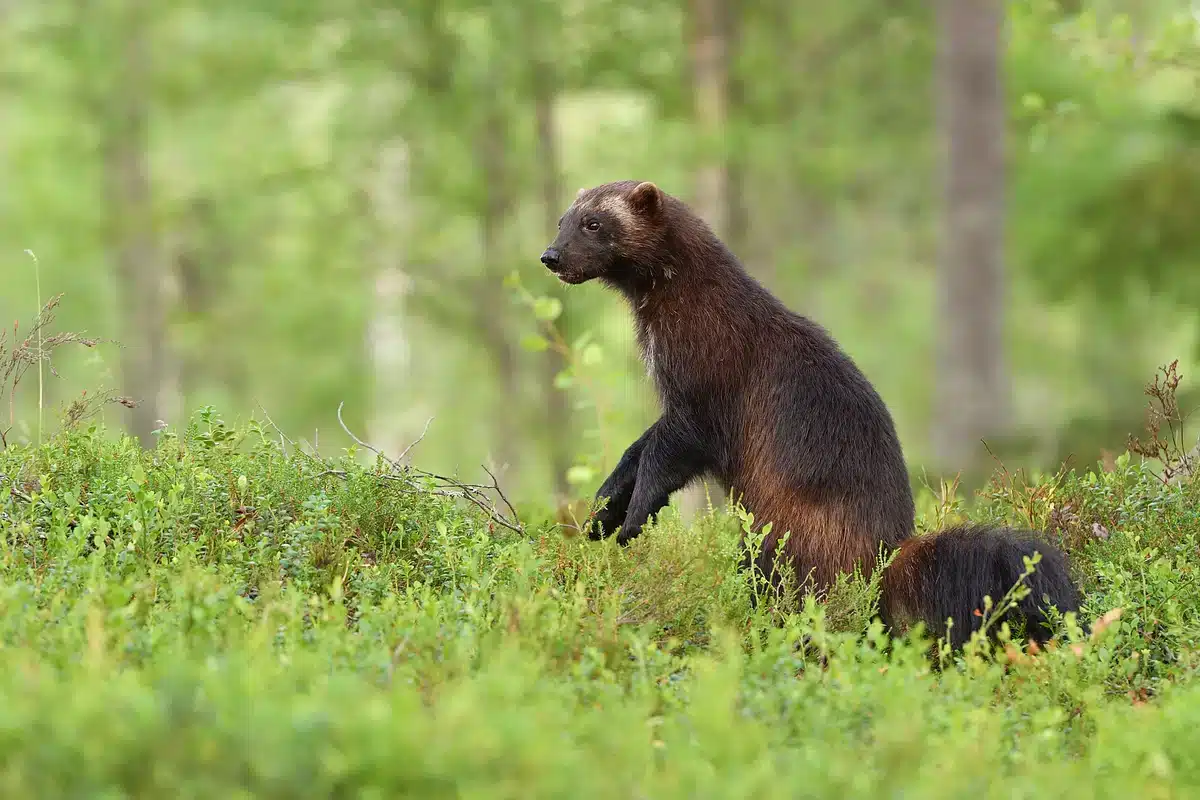Vielfraß größe - Wildtiere in Europa