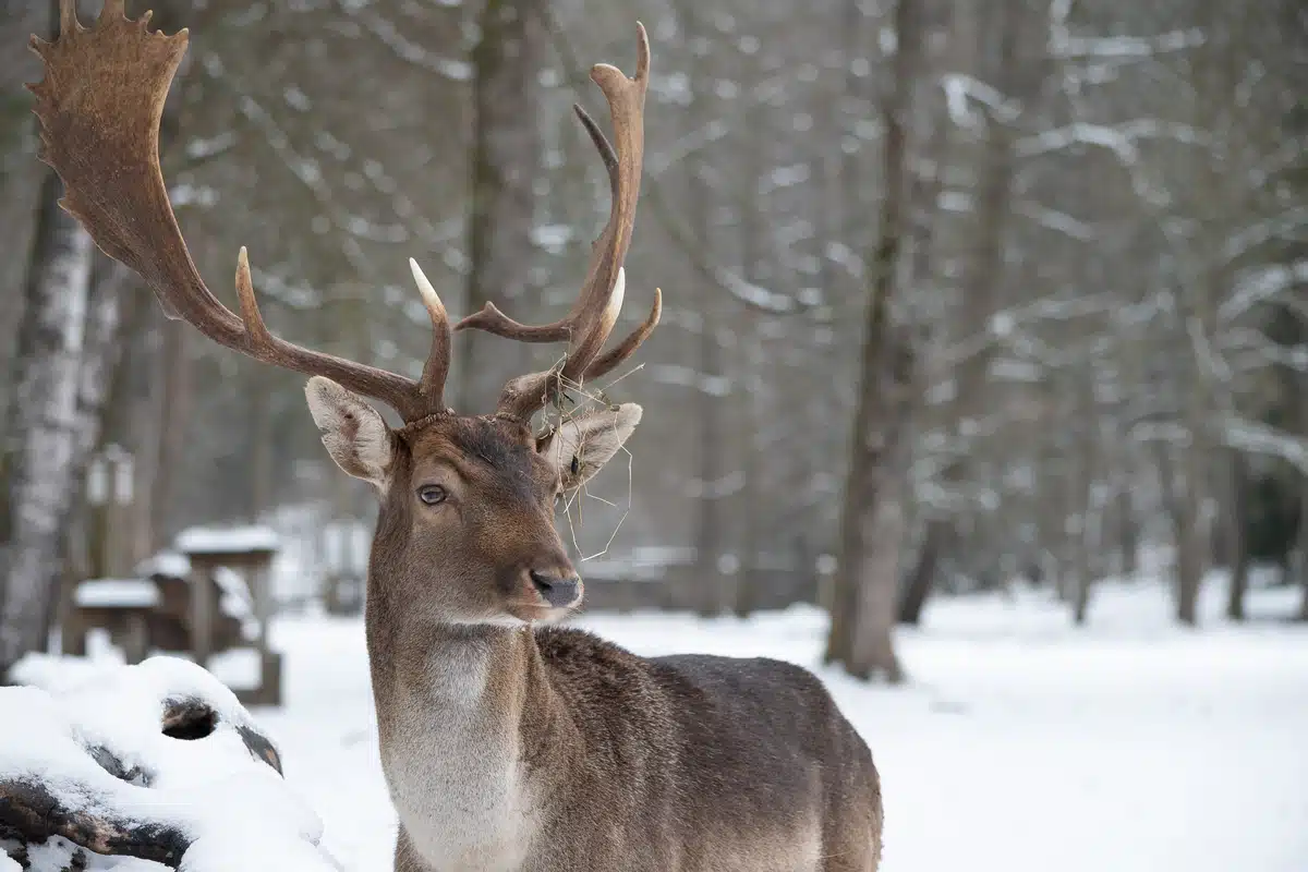 Warum heißt eigentlich Damwild Damwild - Wildtiere in Europa