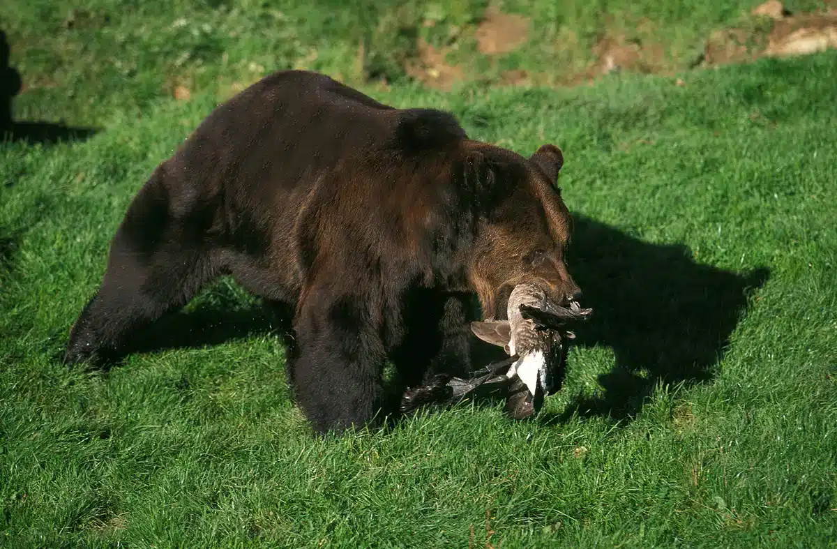 Was frisst ein BraunbÀr - Wildtiere in Europa Was frisst ein BraunbÀr - Wildtiere in Europa