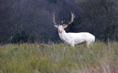 Weißer Damhirsch – Ein seltener Farbmorph des Damhirsch