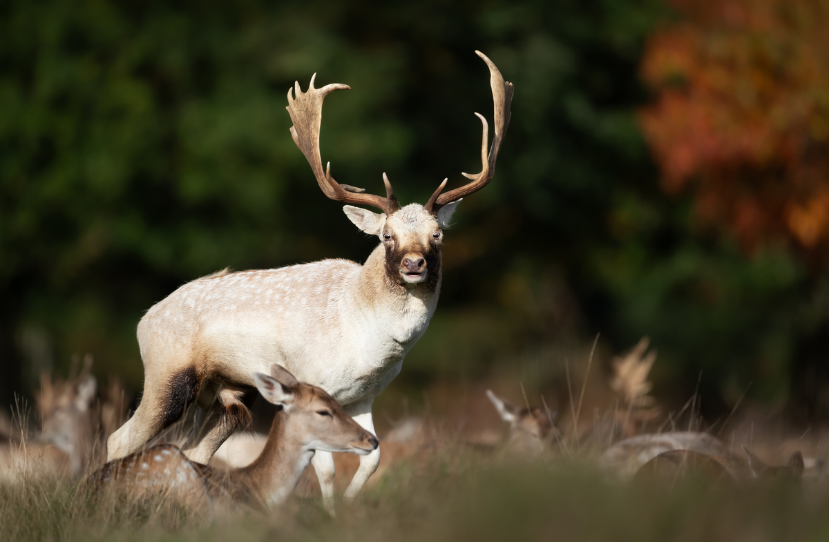 Weißes Damwild auf einer Wiese - Wildtiere in Europa