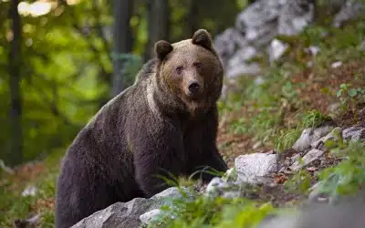 Wie alt wird ein Braunbär? – Lebenserwartung in der freien Wildbahn