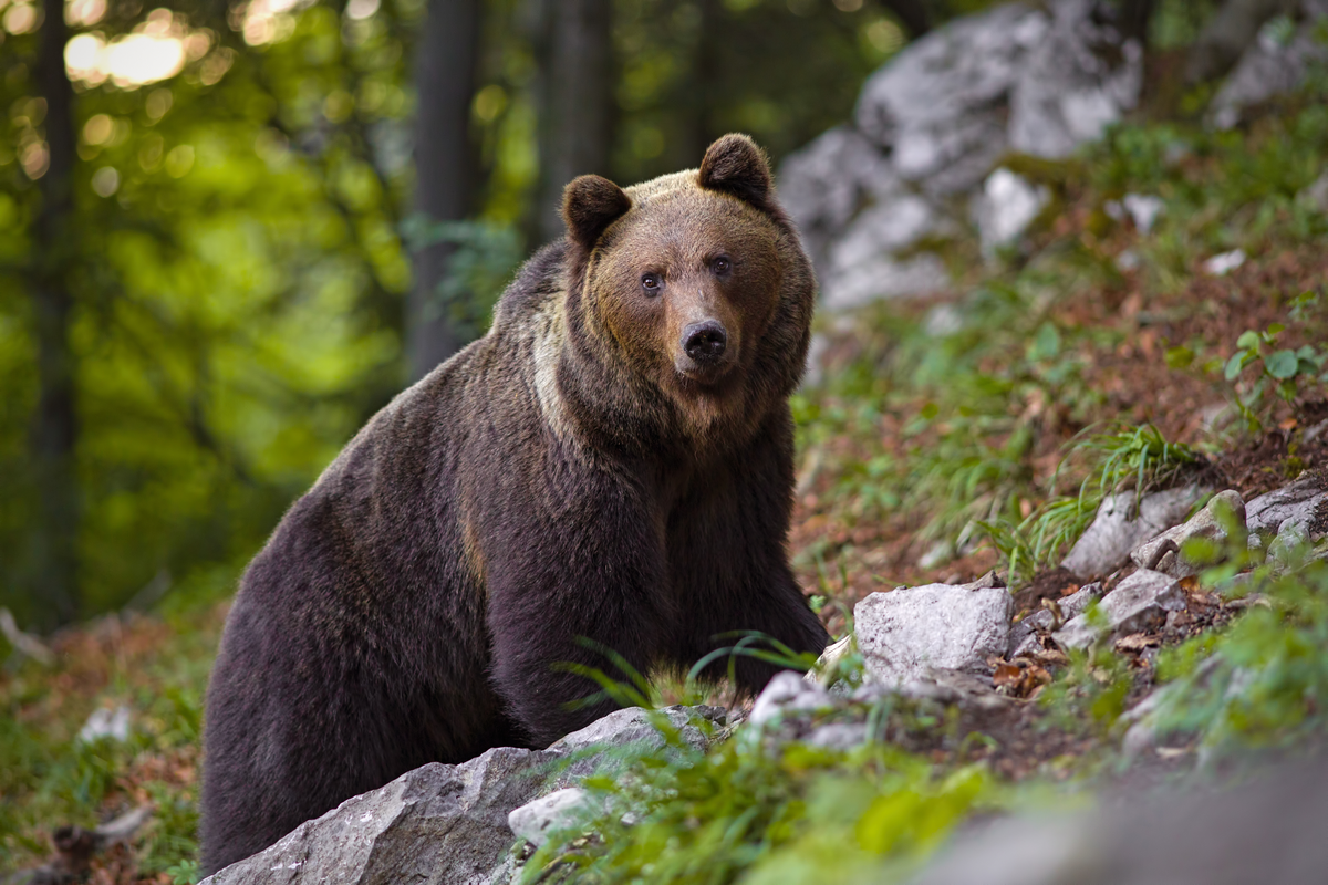 Wie alt wird ein Braunbär - wildtiere in Europa (1)
