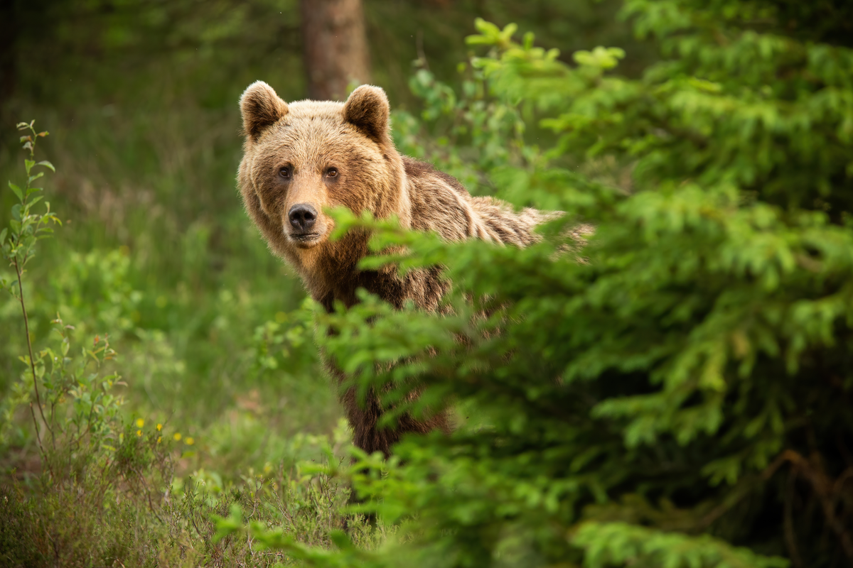 Wie alt wird ein Braunbär - wildtiere in Europa (2)
