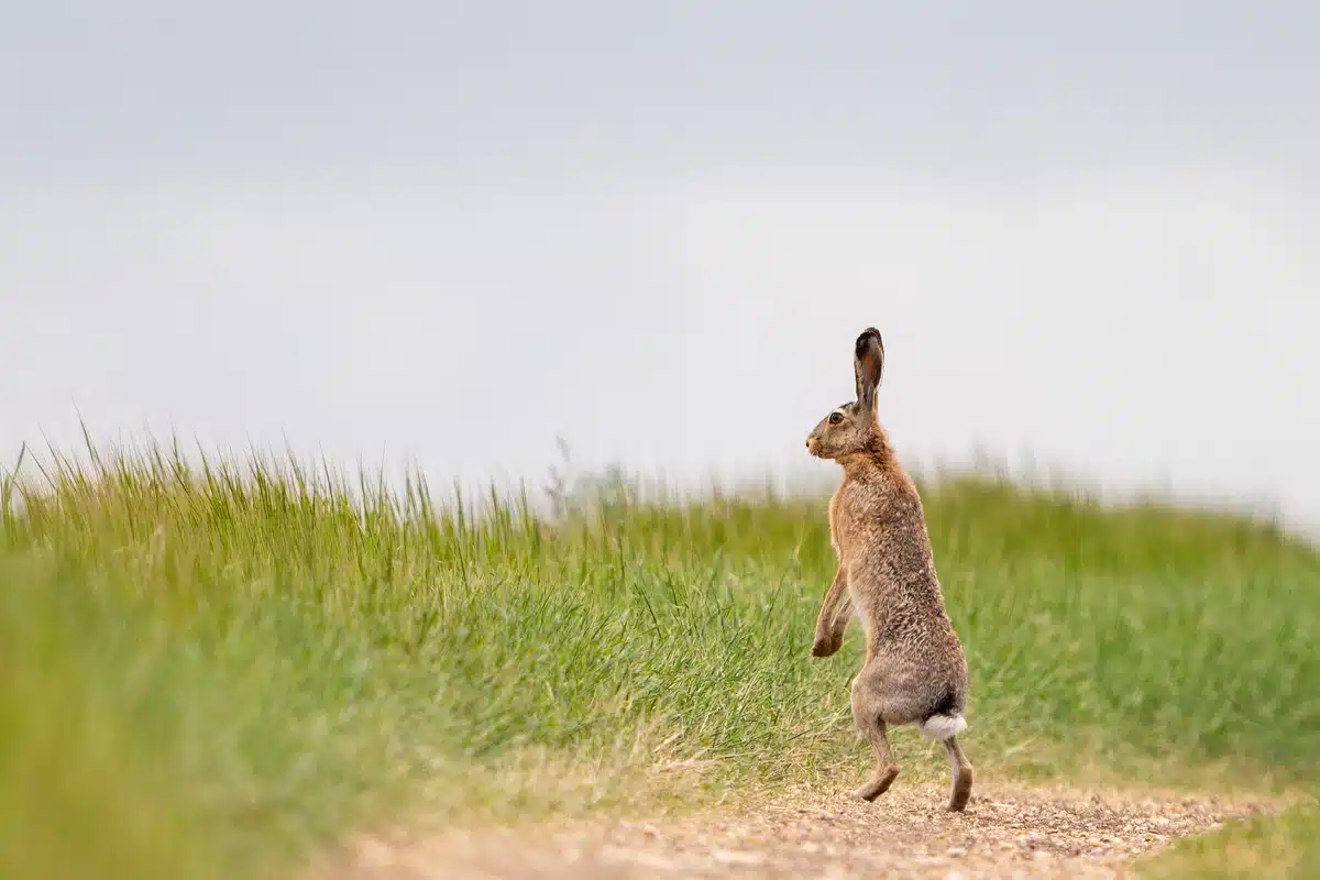 Wie groß wird ein Feldhase - Wildtiere in Europa