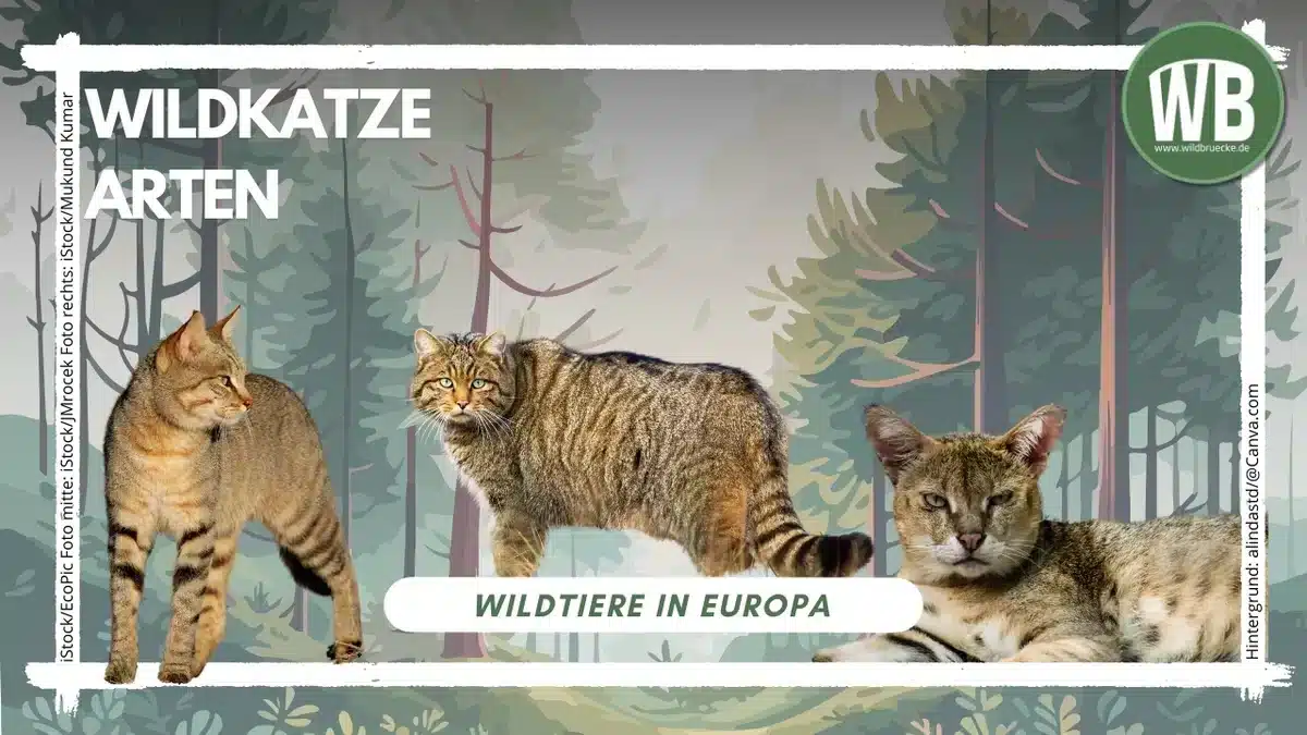 Wildkatze Arten - Wildtiere in Europa