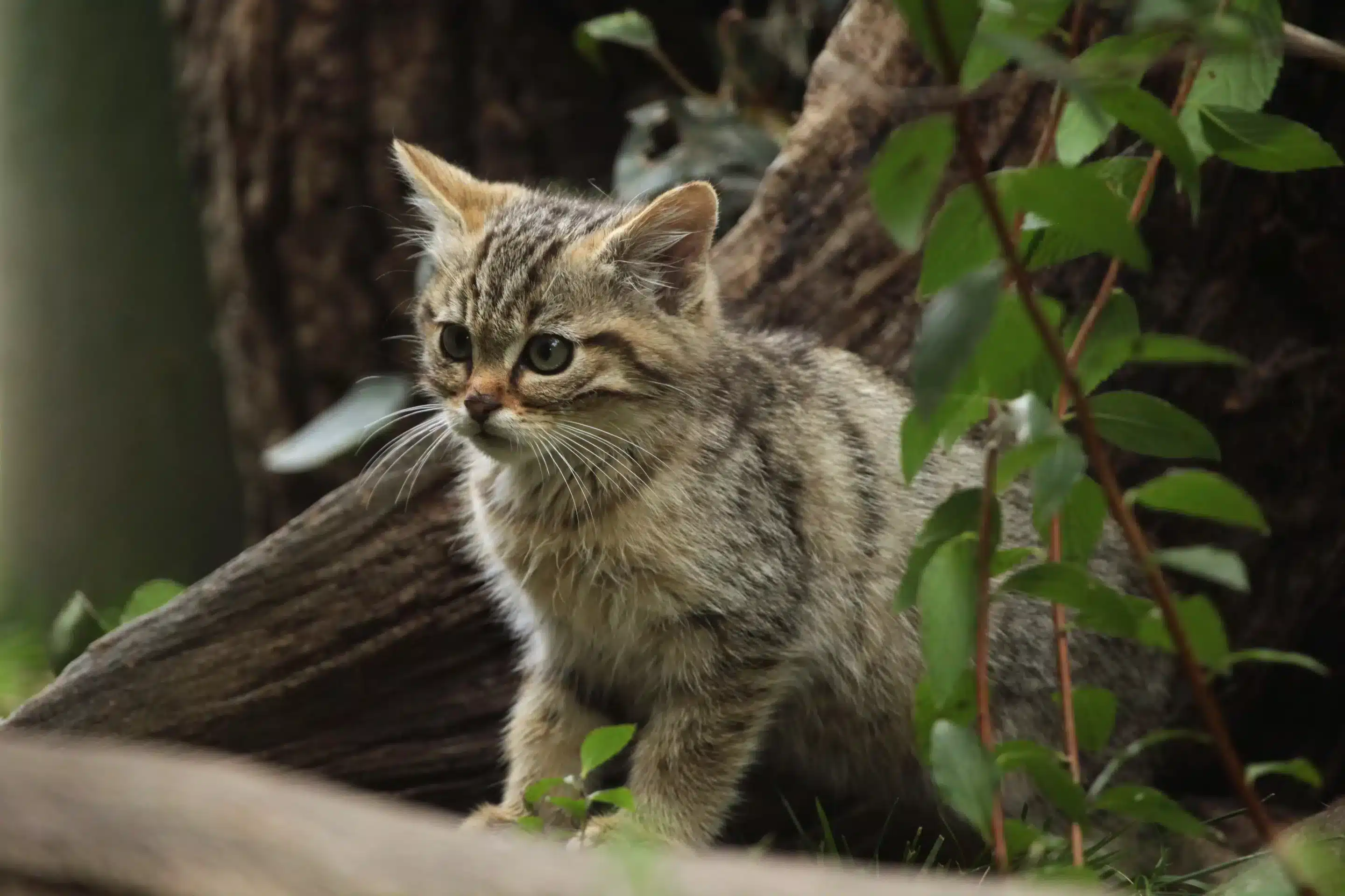 Wildkatze Babys - Wildtiere in Europa (1) Wildkatze Babys - Wildtiere in Europa (1)