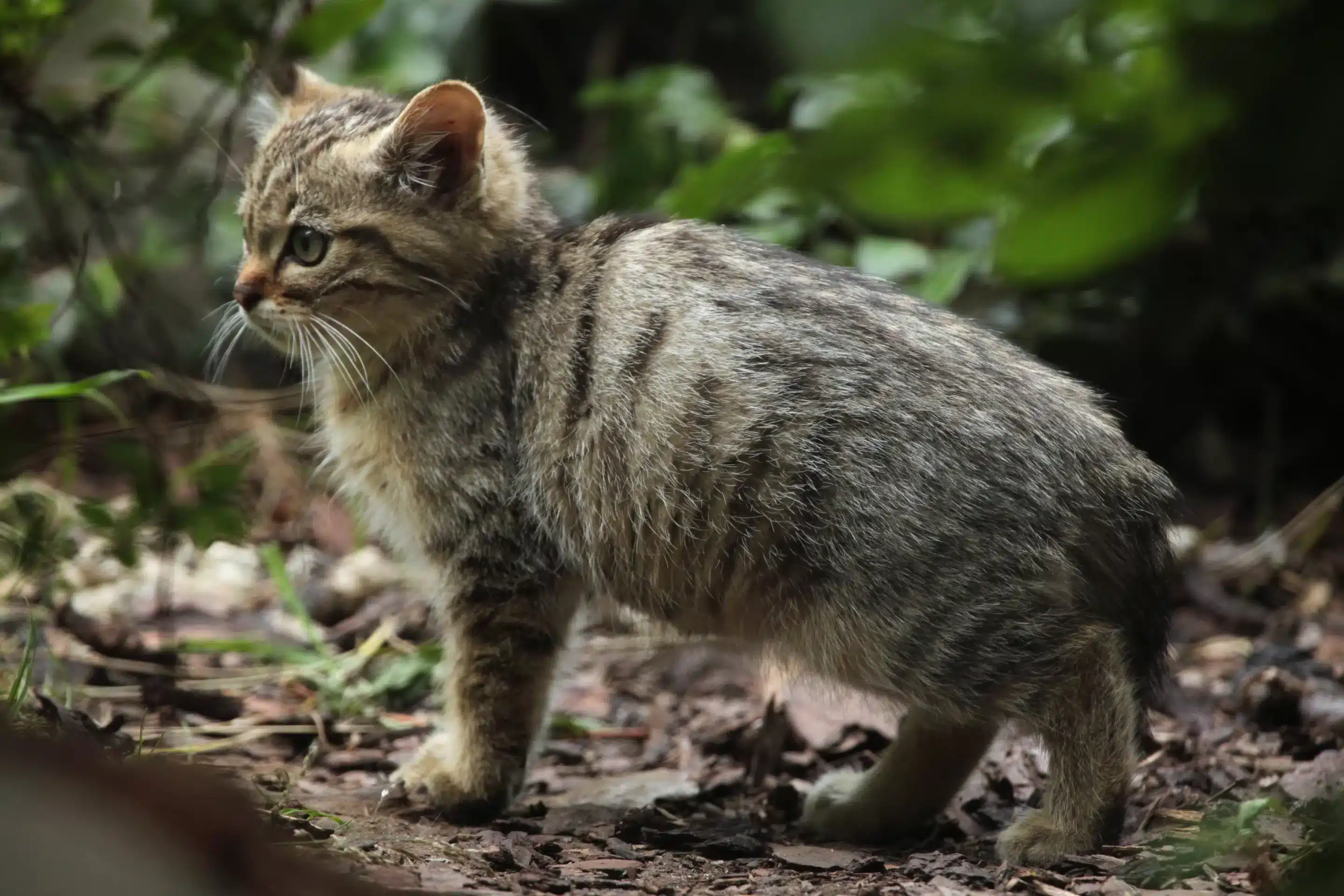 Wildkatze Babys - Wildtiere in Europa (2)