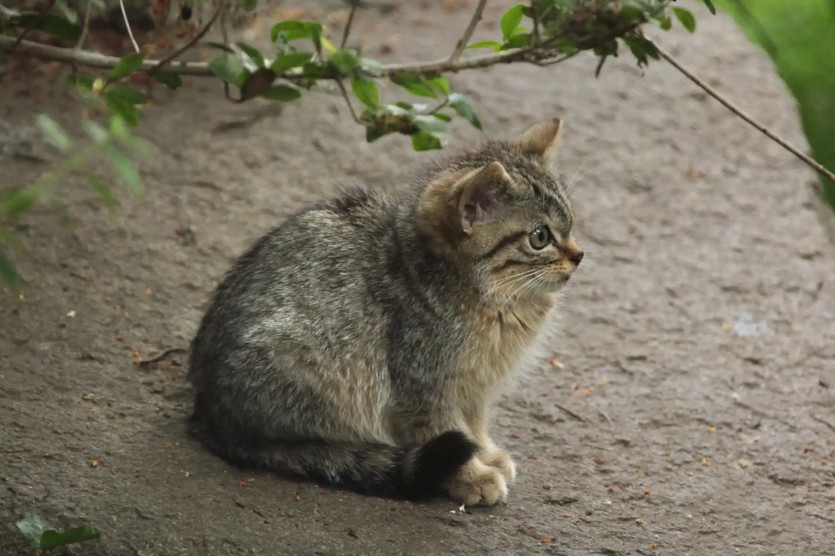 Wildkatze Babys - Wildtiere in Europa (3)