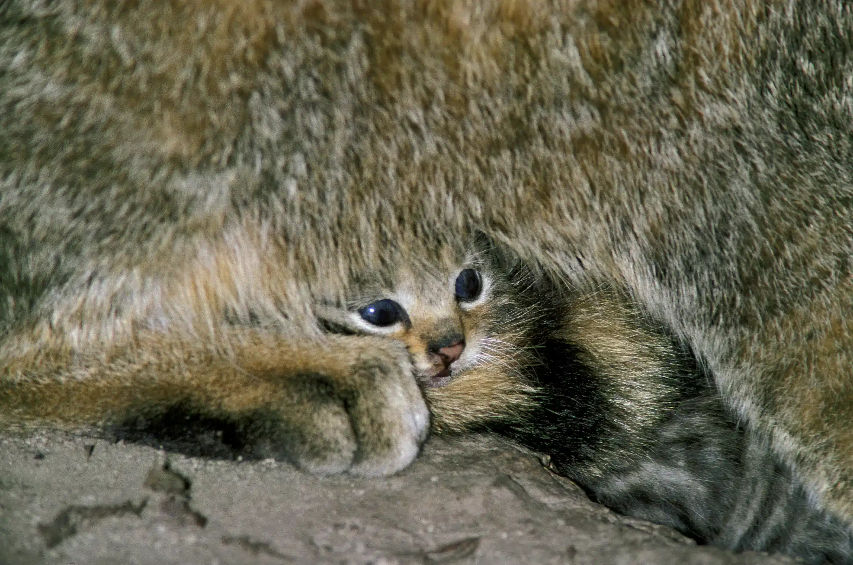 Wildkatzen Baby unter dem schützenden Fell der Mutter - Wildtiere in Europa