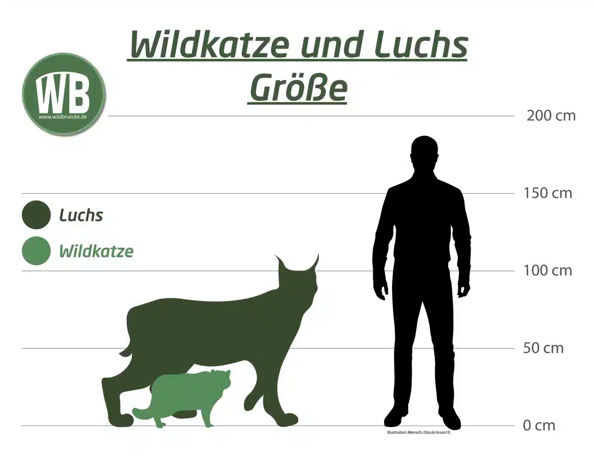 Wildkatze Größe im Vergleich zum Menschen - Wildtiere in Europa