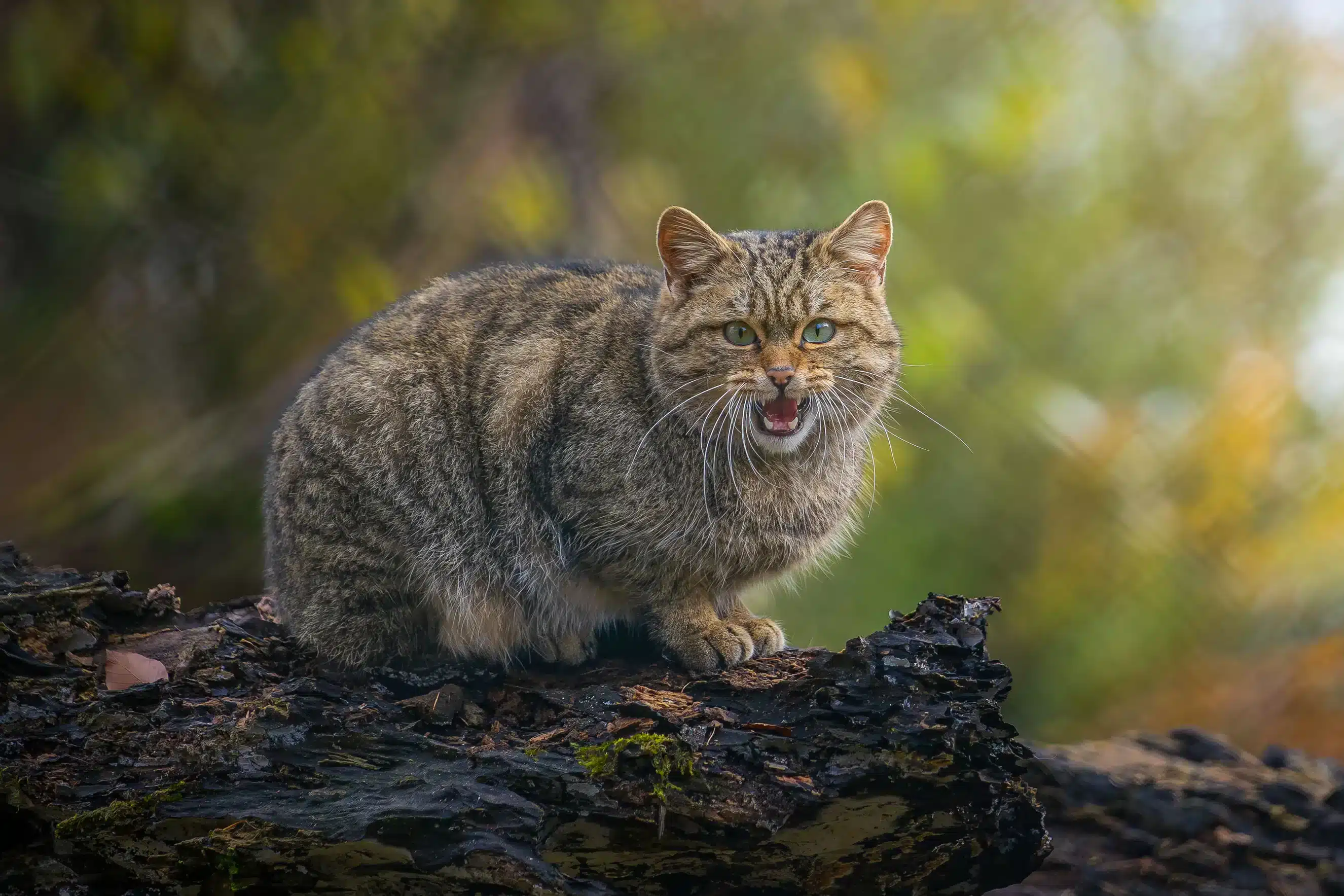 Wildkatze als Haustier - Wildtiere in Europa Wildkatze als Haustier - Wildtiere in Europa