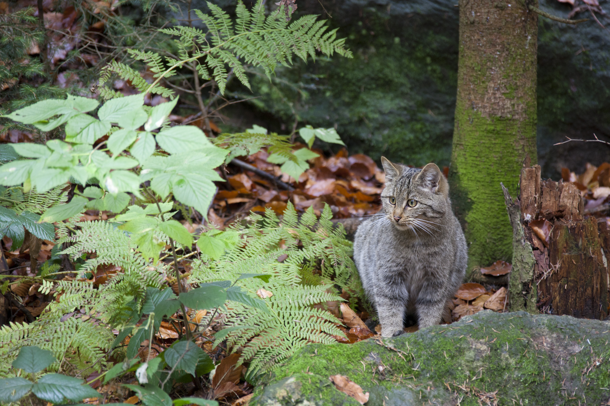 Wildkatze im Lebensraum dichter Wald - Wildtiere in Europa