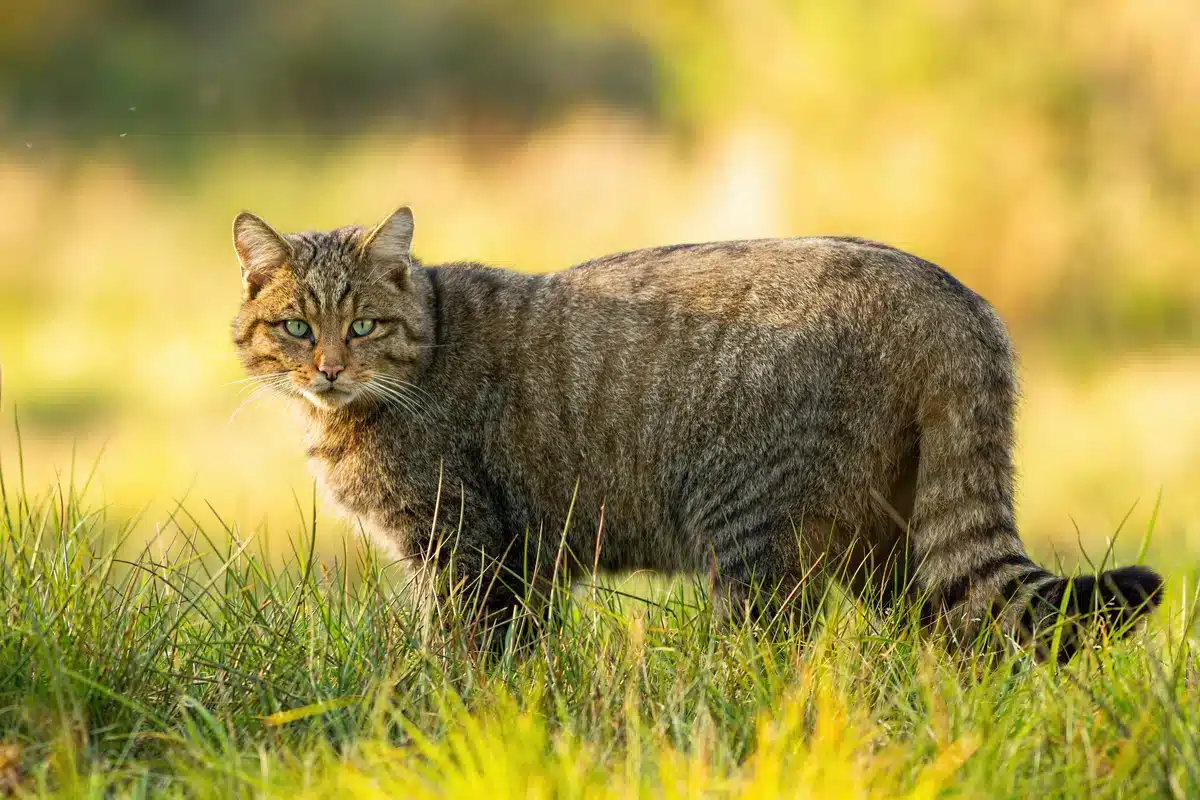 Wildkatze in Deutschland - Wildtiere in Europa (1) Wildkatze in Deutschland - Wildtiere in Europa