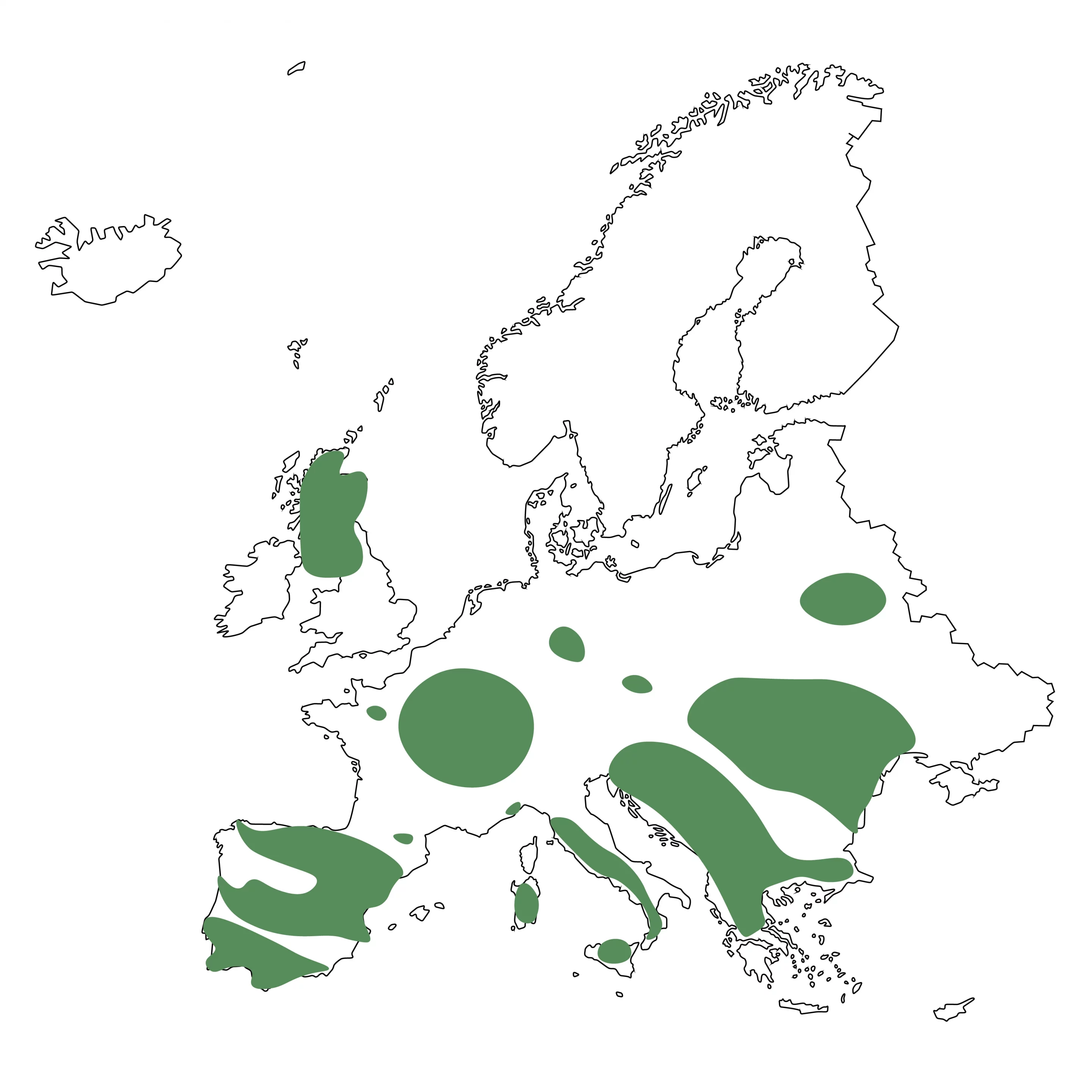 Wildkatze-in-Europa-Wildtiere-in-Europa