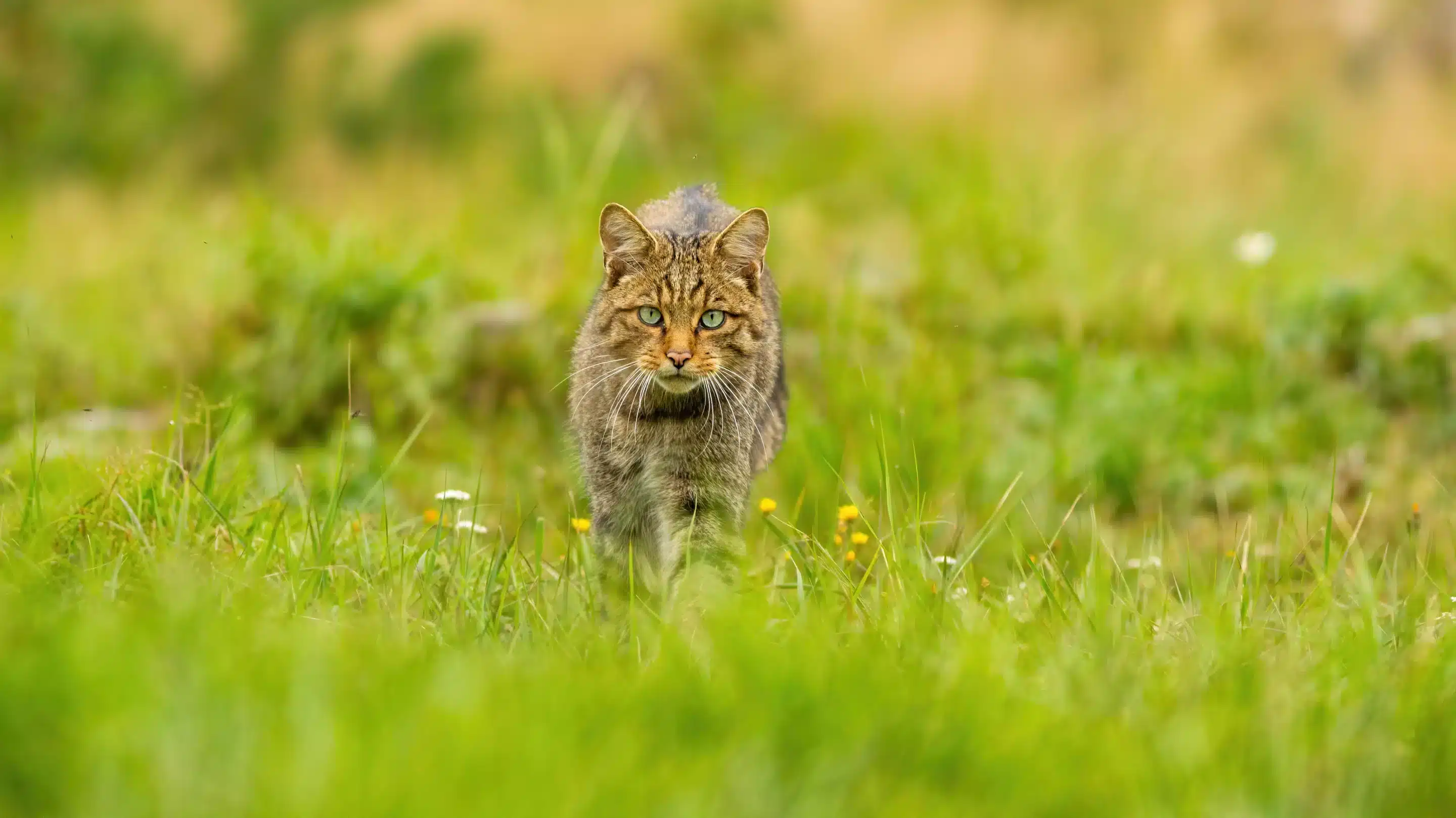 Wildkatze und Hauskatze Hybrid - Wildtiere in Europa