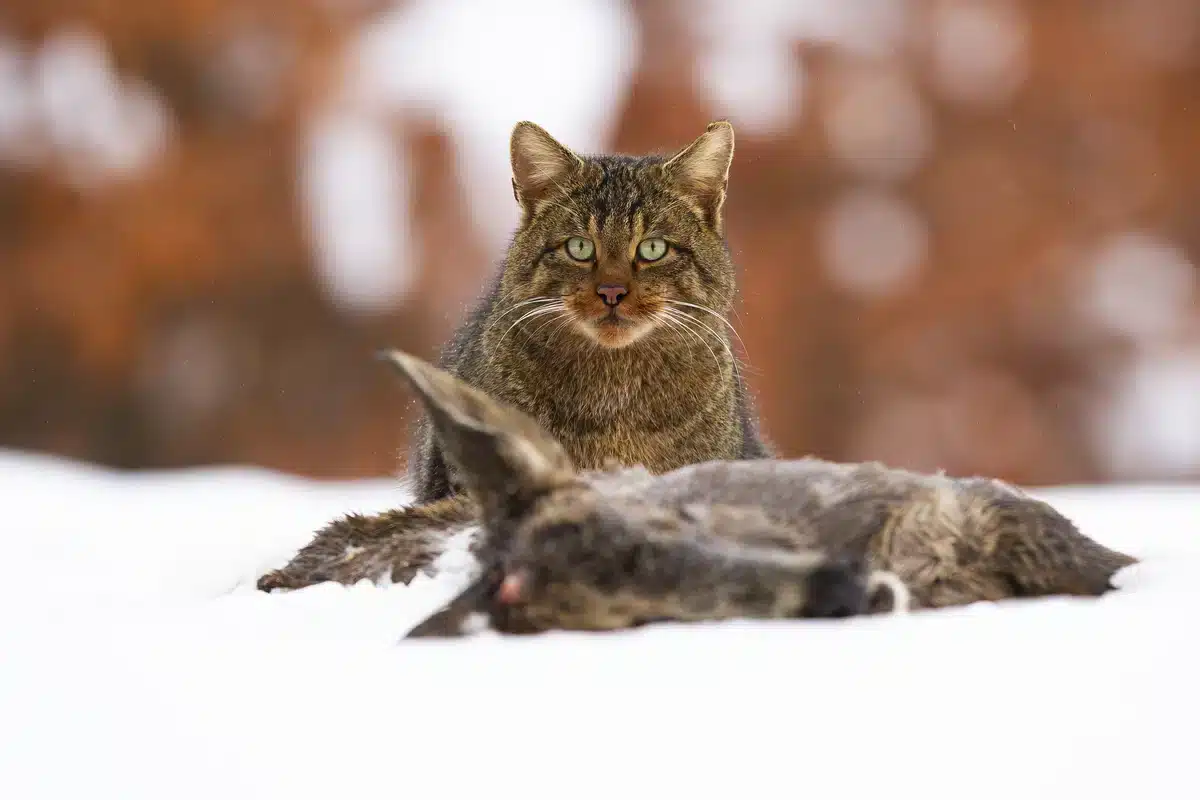 Wildkatzen sind für den menschen zwar nicht gefährlich für ihre beute allerdings schon - Wildtiere in Europa