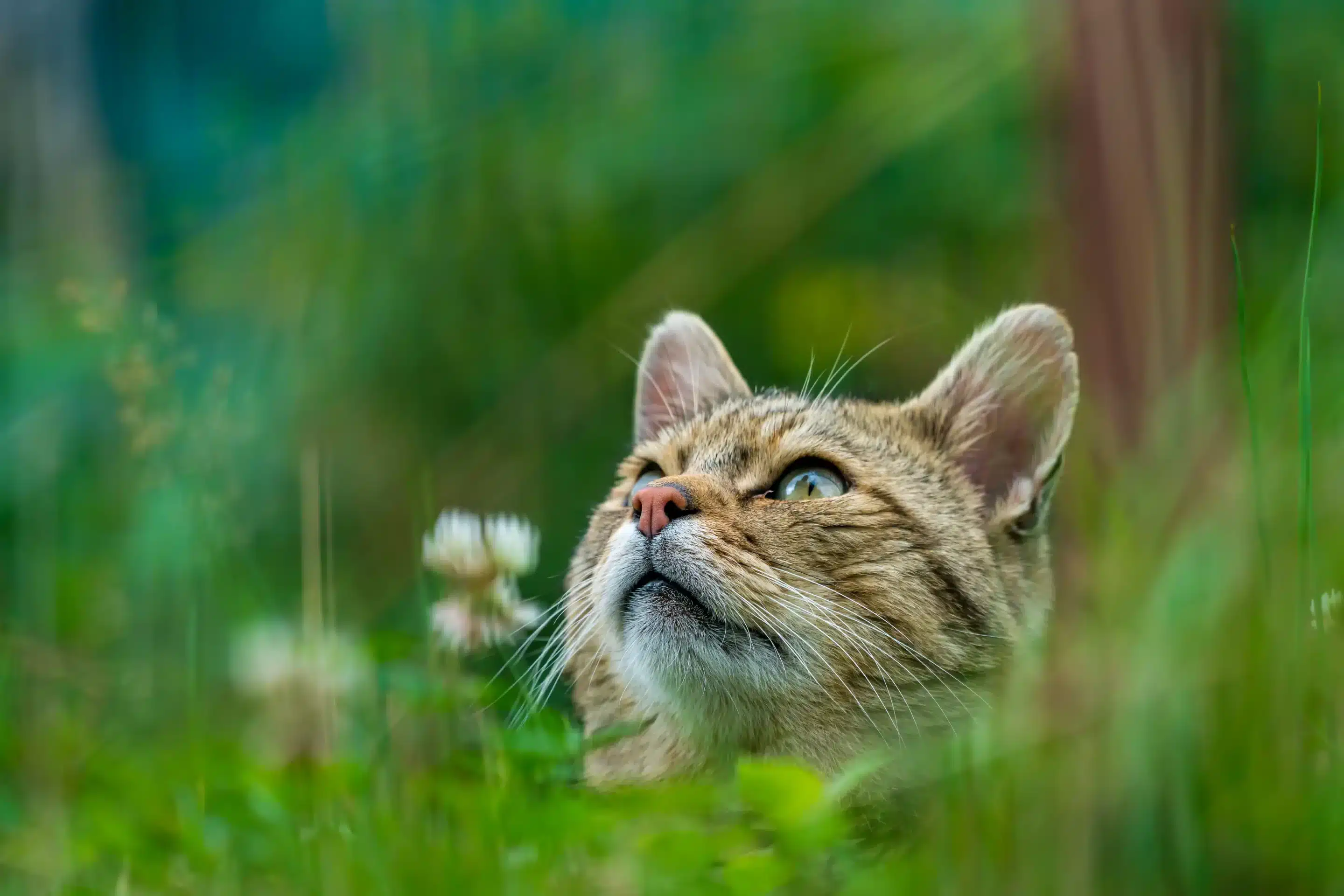 Wilkatze auf einer Wiese - Wildtiere in Europa