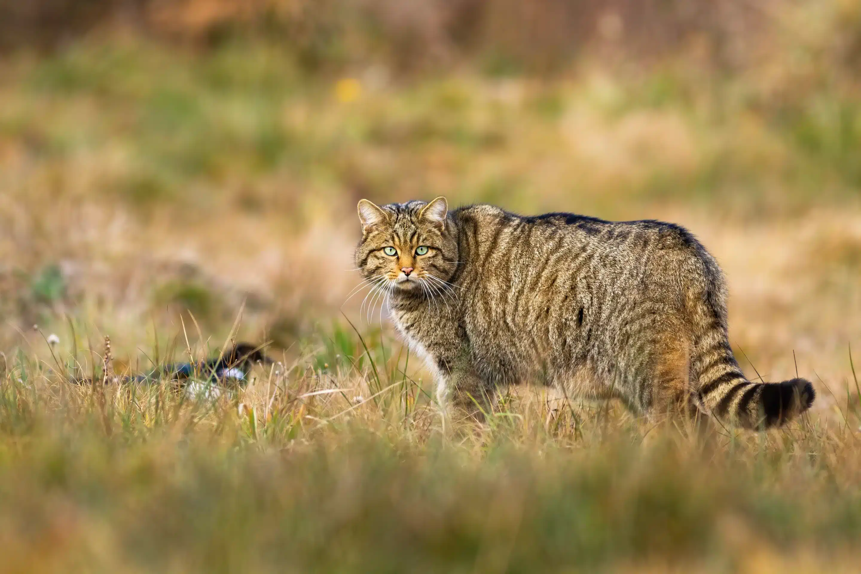 Wilkatze in ihrem Lebensraum - Wildtiere in Europa