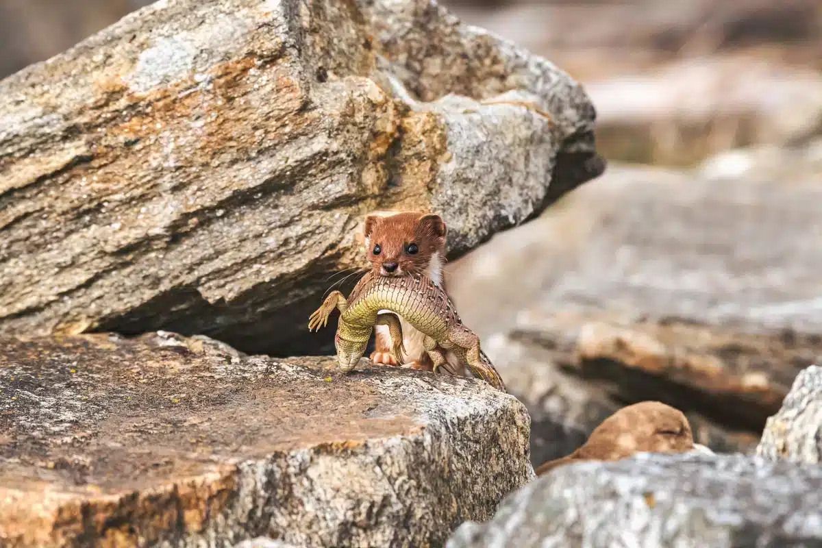 was fressen Mauswiesel - Wildtiere in Europa was fressen Mauswiesel - Wildtiere in Europa