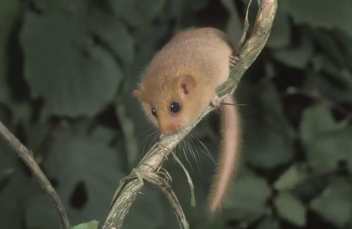 wie eine Haselmaus aussieht - Wildtiere in Europa