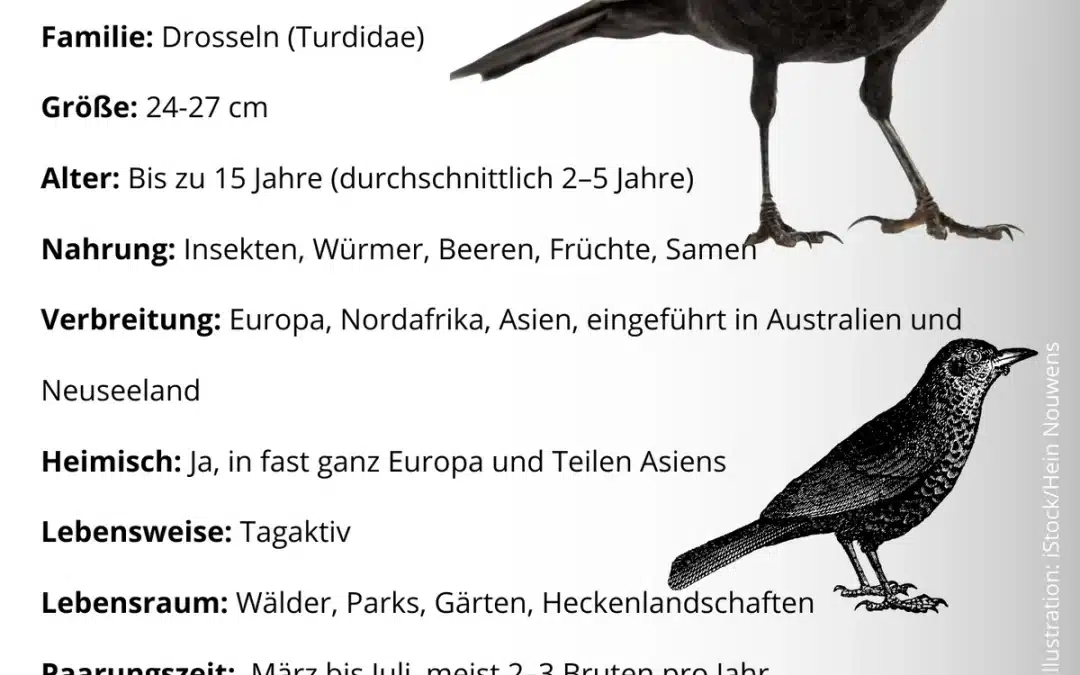 Steckbrief Amsel – alles Wissenswerte auf einen Blick