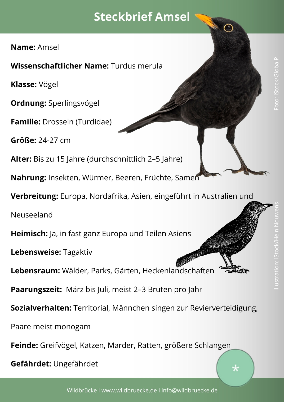 Amsel Steckbrief - Wildtiere in Europa