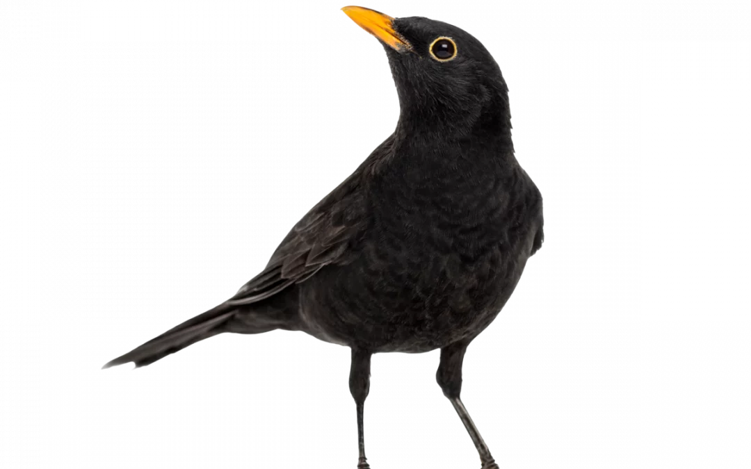 Amsel
