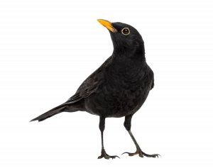 Amsel - Wildtiere in Europa