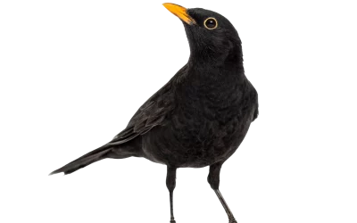 Amsel