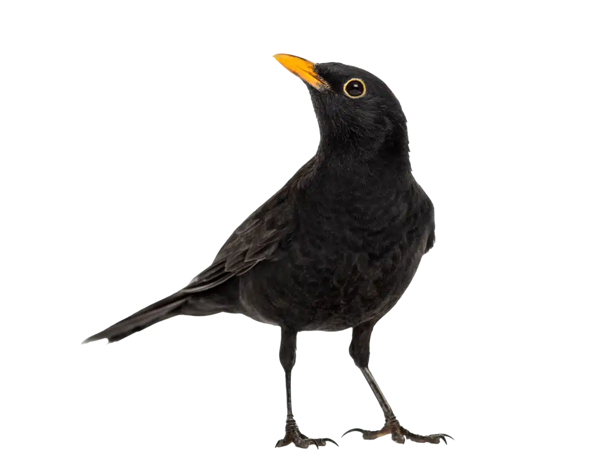 Amsel - Wildtiere in Europa