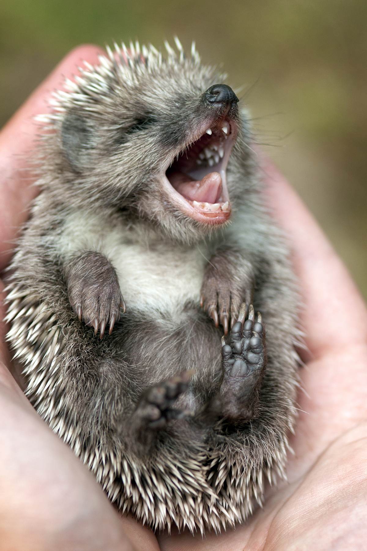 Auffangstation für Igel - Wildtiere in Europa
