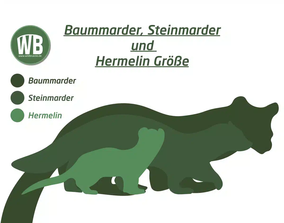 Baummarder Größe im Vergleich zum Steinmarder und Hermelin - Wildtiere in Europa Baummarder Größe im Vergleich zum Steinmarder und Hermelin - Wildtiere in Europa
