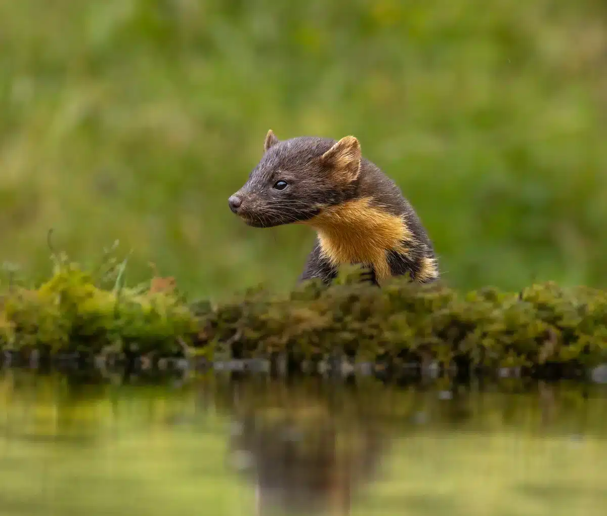 Baummarder Nahrung - Wildtiere in Europa Baummarder Nahrung - Wildtiere in Europa