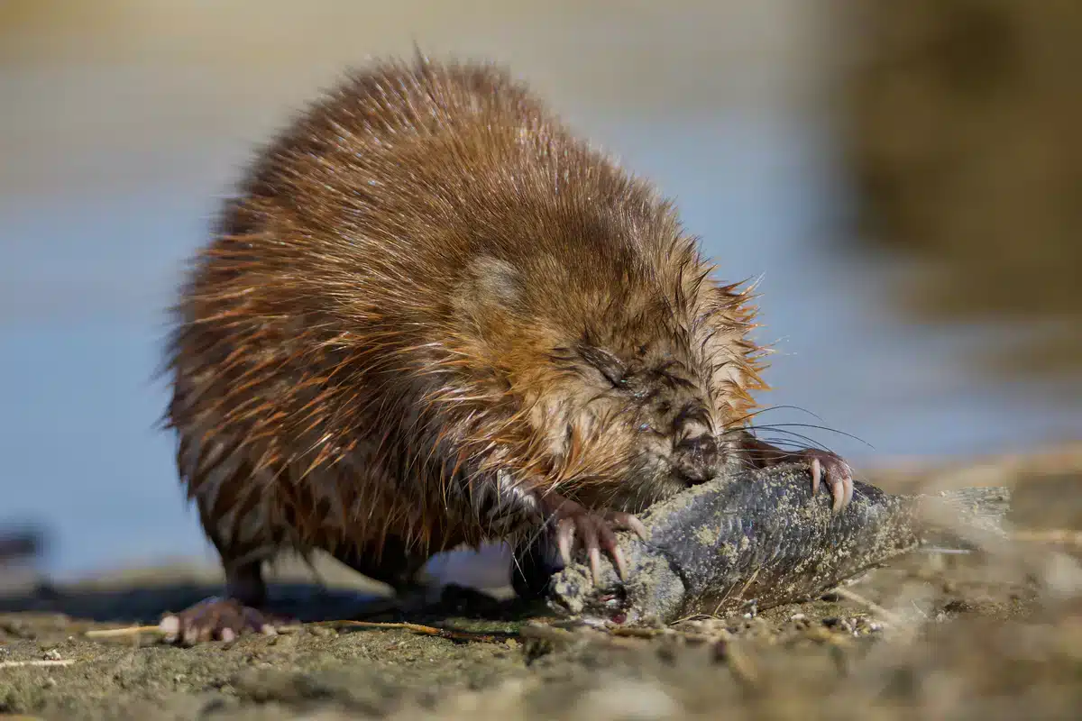 Bisamratte im Garten - Wildtiere in Europa Bisamratte im Garten - Wildtiere in Europa