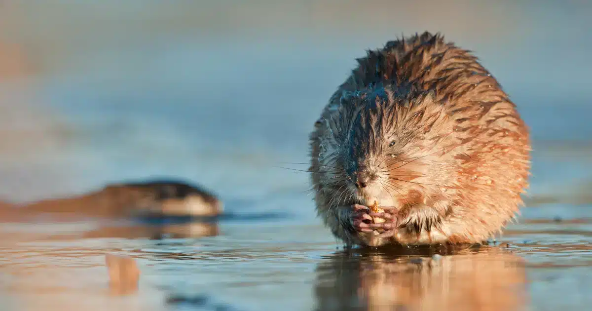 Bisamratte meldepflichtig - Wildtiere in Europa