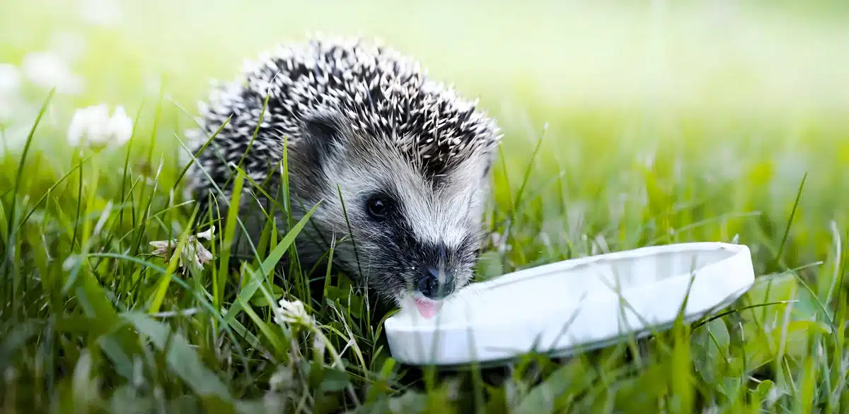 Darf man Igel mit Haferflocken füttern - Wildtiere in Europa