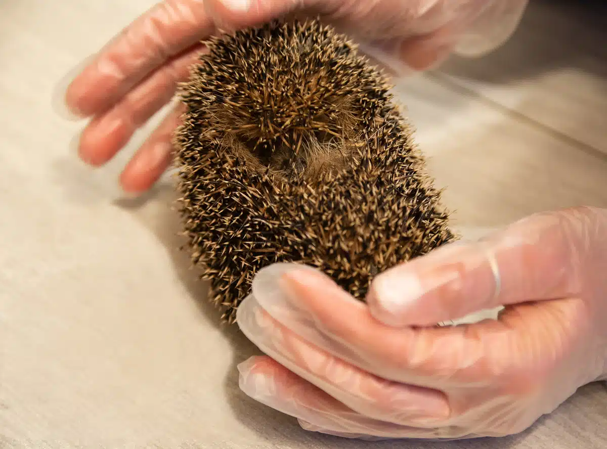 Das Borna Virus beim Igel - Wildtiere in Europa