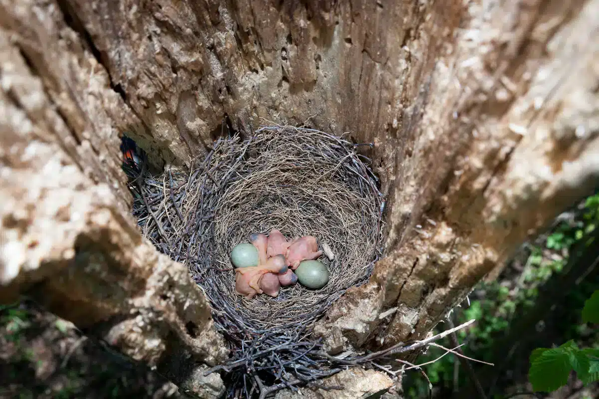 Das Eichelhäher Nest - Wildtiere in Europa