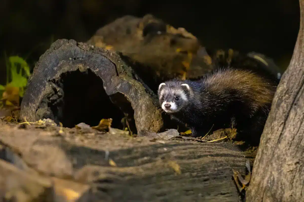 Das Europäischer Iltis Gewicht - Wildtiere in Europa