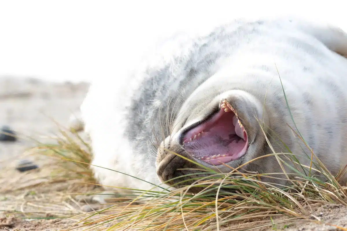 Das Gebiss der Kegelrobbe - Wildtiere in Europa