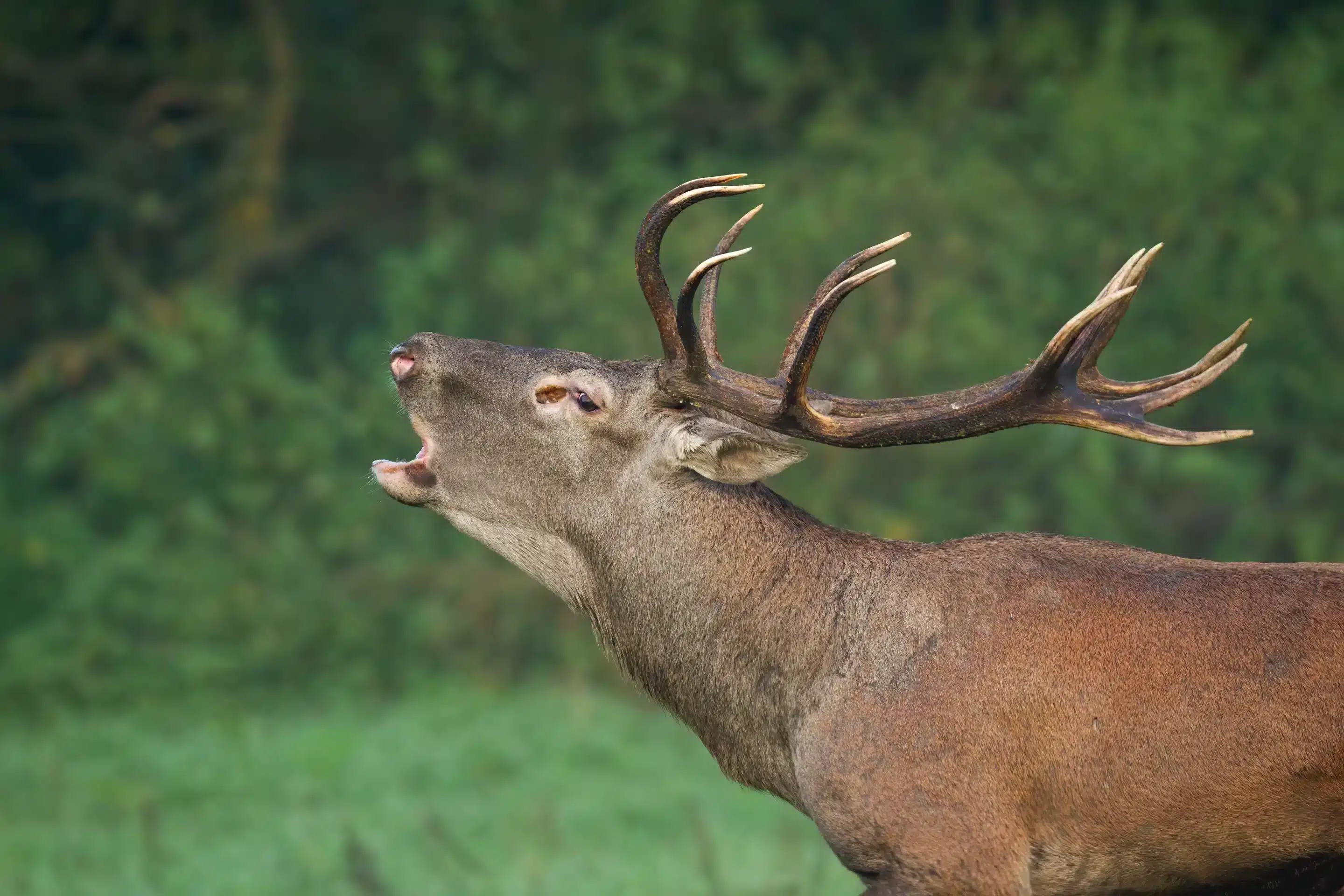 Das Rothirsch Geweih - Wildtiere in Europa Das Rothirsch Geweih - Wildtiere in Europa