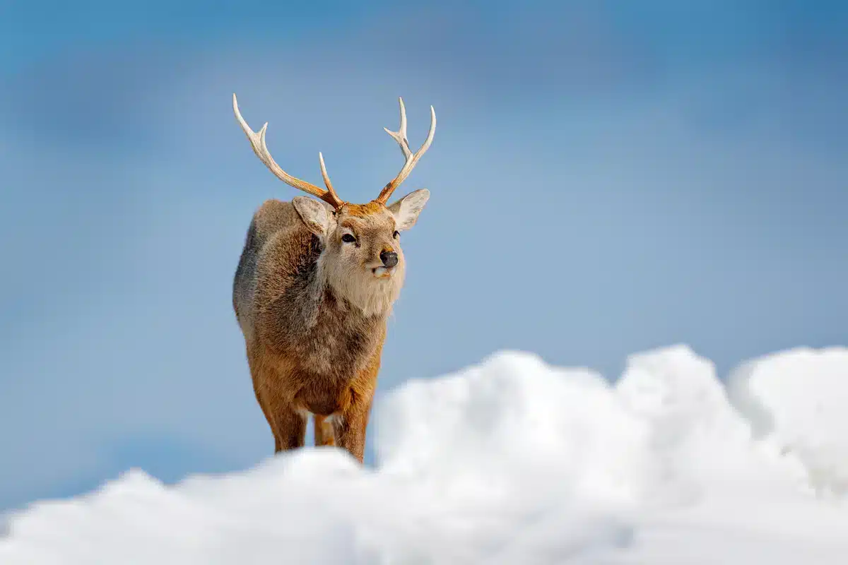 Das Sikawild Geweih - Wildtiere in Europa