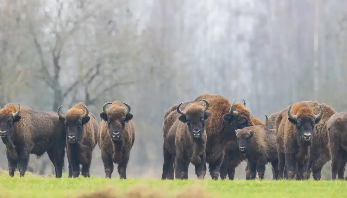 Das Wisent in Deutschland - Wildtiere in Europa