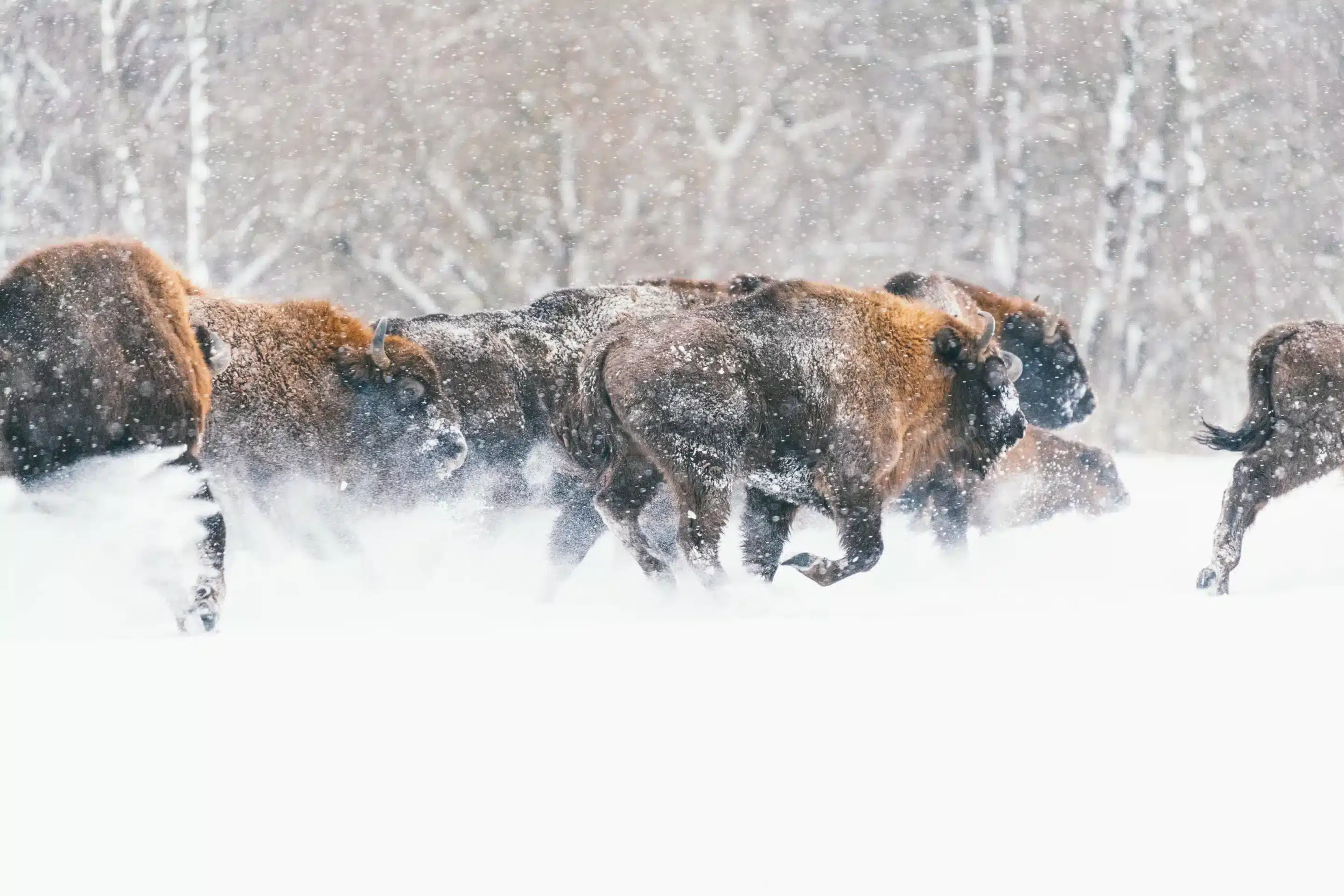 Das Wisent in Polen - Wildtiere in Europa