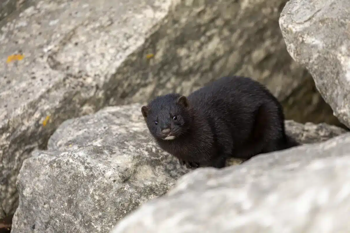Der Amerikanische Nerz in Deutschland - Wildtiere in Europa